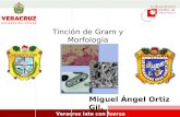 Tincion Gram y Morfologia Bacteriana LESP [PQCMAOG]