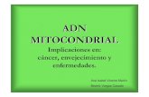 adn mitocondrial diapos