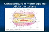 Ultraestrutura e Morfologia Bacteriana 4