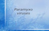 Paramyxovirus lec