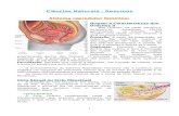 Resumos Sistema Reprodutor Feminino Hereditariedade Sistema Neuro-hormonal