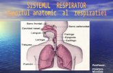 sistemul Respirator