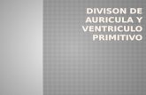 Division Auricula y Ventriculo Primitivo