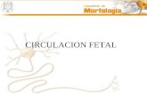 Circulacion Fetal