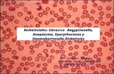 Clase 15. Generos plasma Haemobartonella Eperytrozoon y A Egyptian Ella 2010