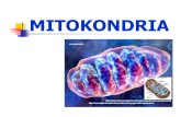 4. Mitokondria