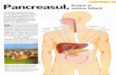 Pancreasul Ficatul Si Vezica Biliara