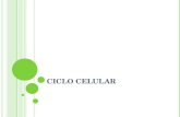 ciclo celular 2