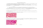 glandulas y epitelio