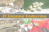 ANATOMIA COMPARADA DE El Sistema Endocrino
