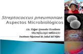 s Pneumoniae Aspectos Microbiologicos