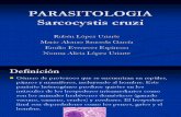 Sarcocystis parasito