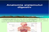 Lectie 20 Anatomia Sistemului Digestiv.