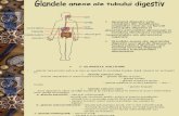 Glandele Anexe Ale Aparatului Digestiv