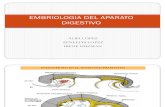 Embriologia Del Aparato Digestivo