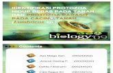Presentasi protozoologi
