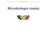 Microbiologia Vinului