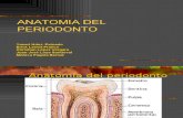 Anatomia Del Periodonto
