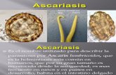 ascariasis termiada