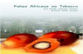Palma Africana en Tabasco