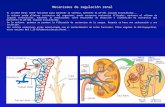 Mecanismos renales de Regulación del pH