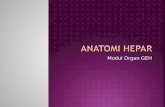 ANATOMI HEPAR-1