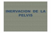 Inervacion de La Pelvis