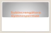Subîncrengătura Gymnospermae