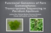 Functional Genomics of Fern Gametophytes: Transcriptome Sequencing in Pteridium aquilinum.