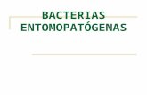 Bacterias Entomopatogenas