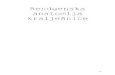 Rendgenska anatomija kralješnice- II. dio