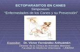 Ectoparasitos en Canes doctor Víctor Fernández