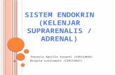 Sistem endokrin (kelenjar suprarenalis