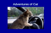 Adventures Of Cat