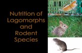 Lagomorphs & Rodents