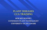 Cca training diseases2