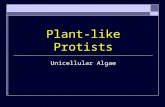 Plant like protists and plantae algae