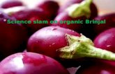 Science slam on organic brinjal