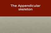 the appendicular skeleton english