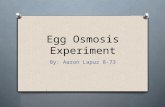 Aaron's Egg osmosis experiment