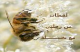 النحلة في القرآن إعجاز