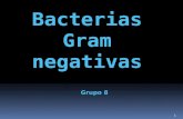 Bacterias Gram Negativas
