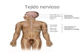 Histología del Tejido Nervioso. Escuela de Medicina ITESM