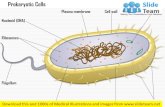 Prokaryotic cells medical images for power point