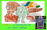 Tema 1 a organizacion do corpo humano