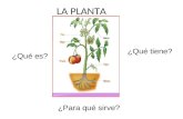 La planta y su utilidad[1]