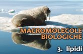 Macromolecole biologiche 3. lipidi