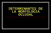 Determinantes De La Morfologia Oclusal[1]