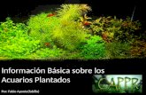 Informaci³N BSica Sobre Los Acuarios Plantados