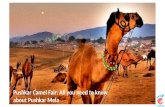 Pushkar Camel Fair Guide: Pushkar Mela